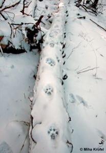 Foto: traccia di lince su neve, Miha Krofel