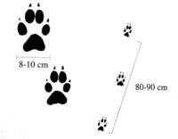 Impronte lupo e dimensioni