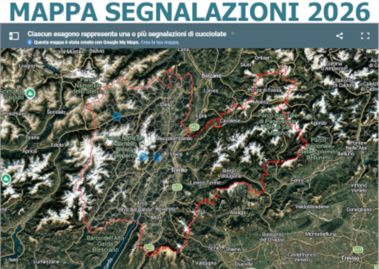 Segnalazioni orse con piccoli 2026