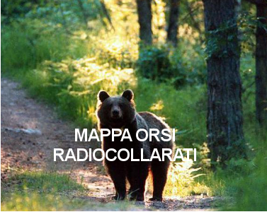 Mappa orsi radiocollarati