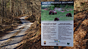 info bear area