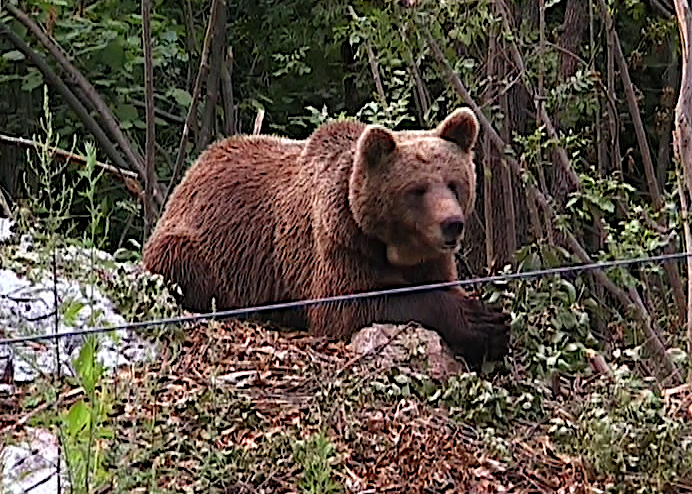 Un orso all'interno dell'area Casteler, foto di repertorio