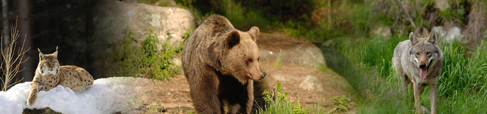 Spray anti orso, informazioni sbagliate e pericolose / Notizia