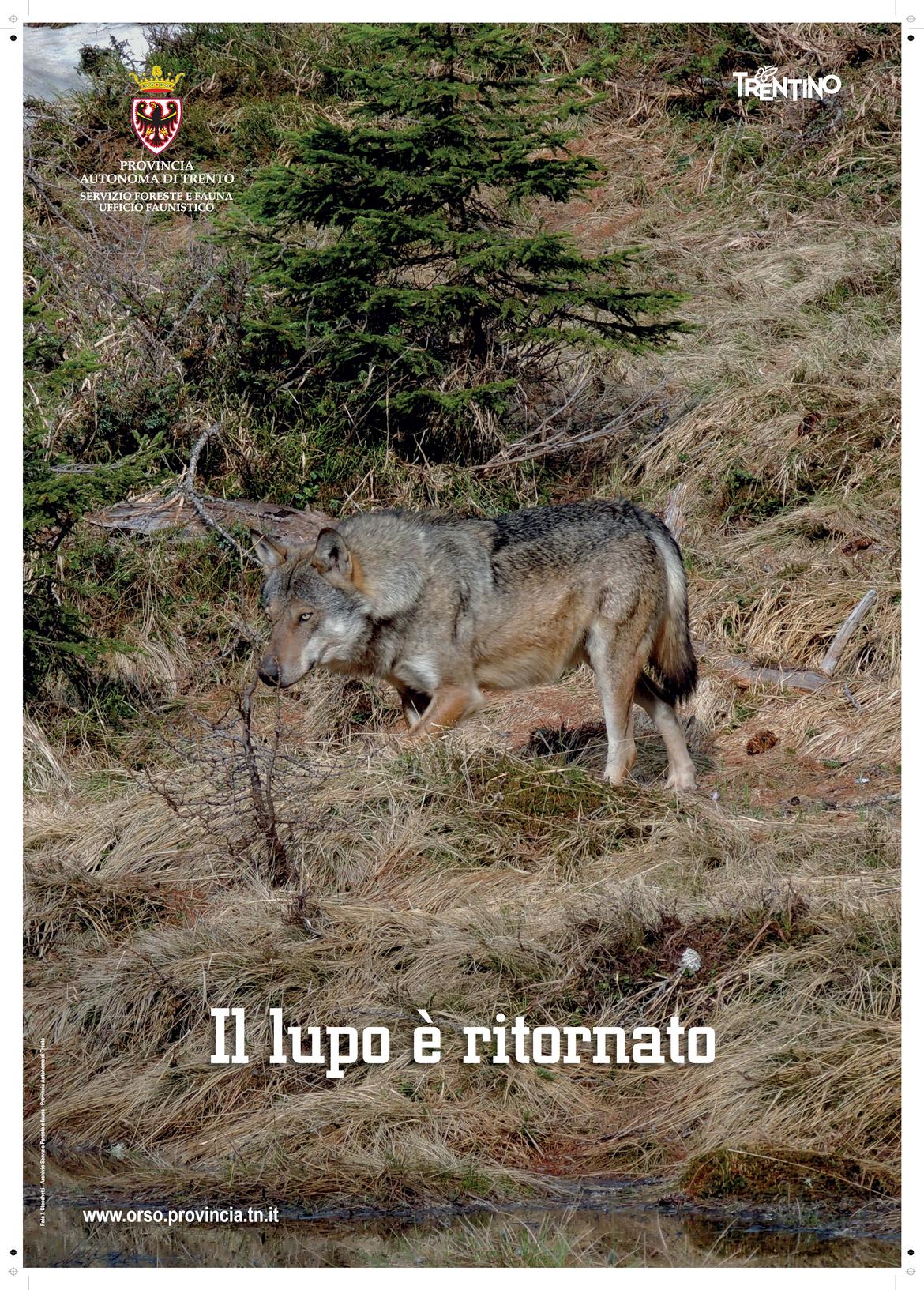 POSTER / Materiale informativo / Comunicazione / Homepage - Grandi carnivori  in Trentino